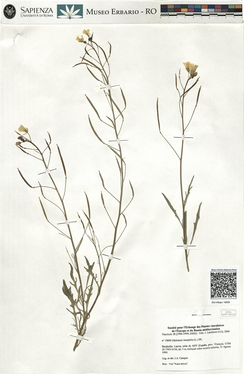 Diplotaxis tenuifolia (L.) DC.  -  RO-HSepv 19000 photo