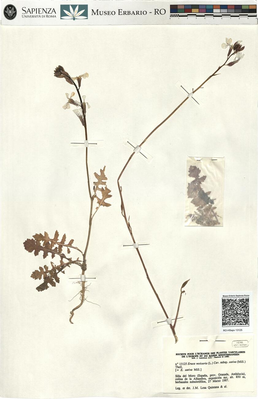 Eruca vesicaria (L.) Cav. subsp. sativa (Mill.) Thell. -  RO-HSepv 13125 photo