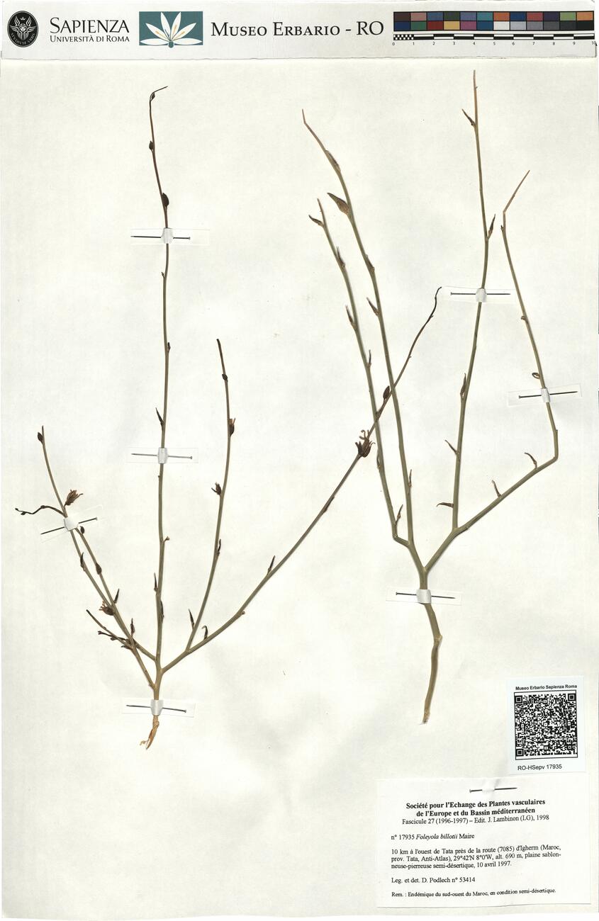 Foleyola billotii Maire -  RO-HSepv 17935  photo