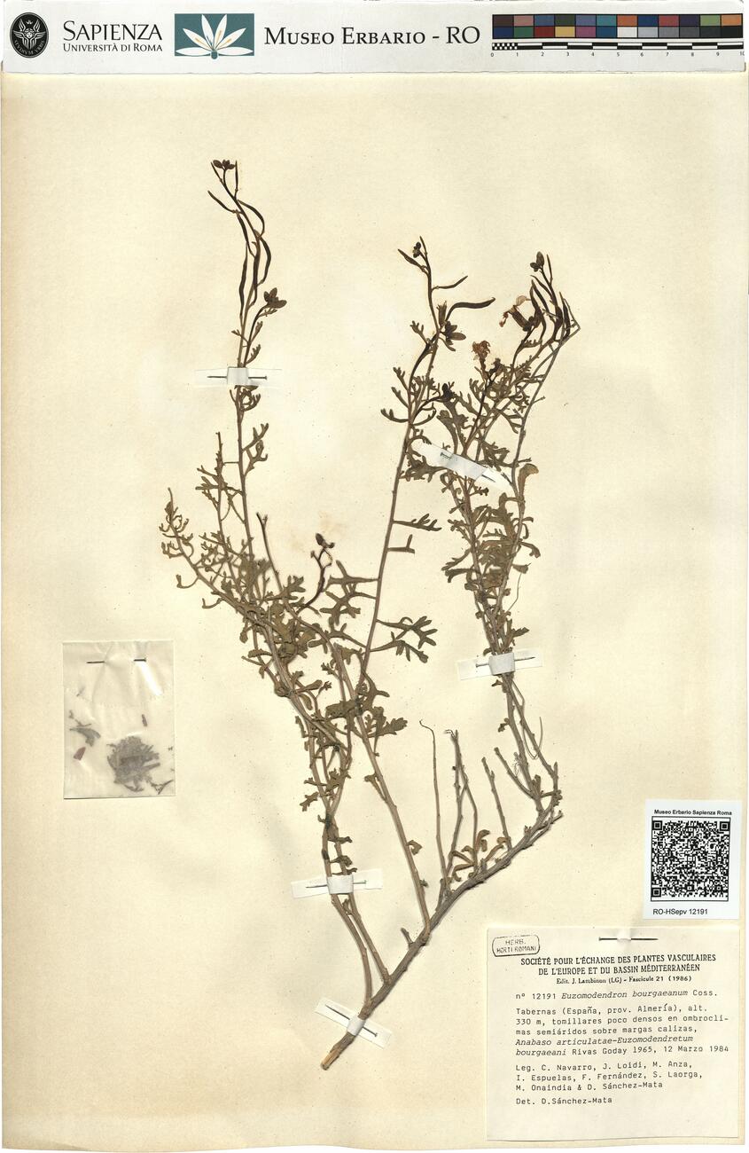 Euzomodendron bourgaeanum Coss. -  RO-HSepv 12191 photo