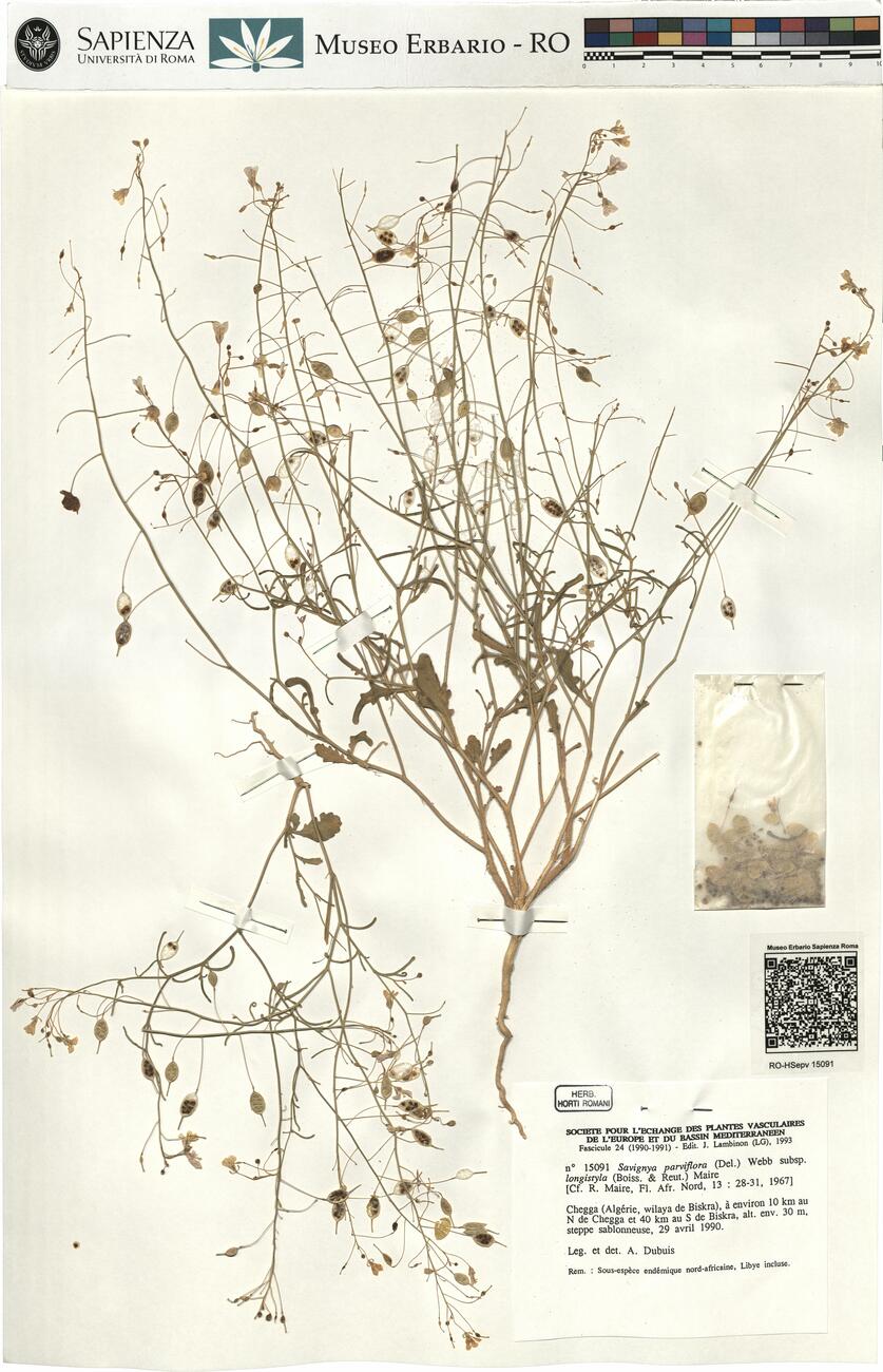 Savignya parviflora (Del.) Webb subsp. longistyla (Boiss. & Reut.) Maire -  RO-HSepv 15091 photo