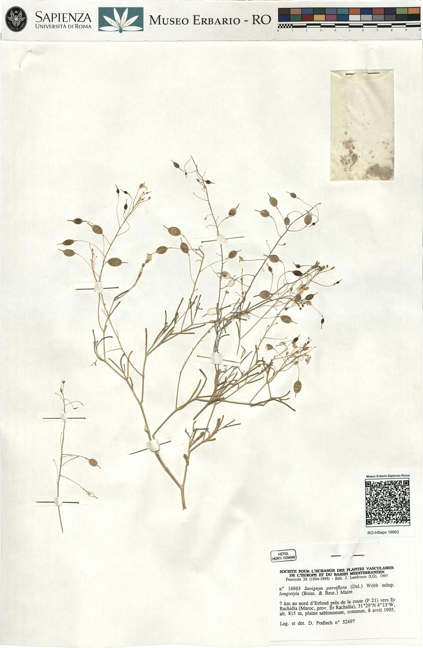 Savignya parviflora (Del.) Webb subsp. longistyla (Boiss. & Reut.) Maire -  RO-HSepv 16963 photo