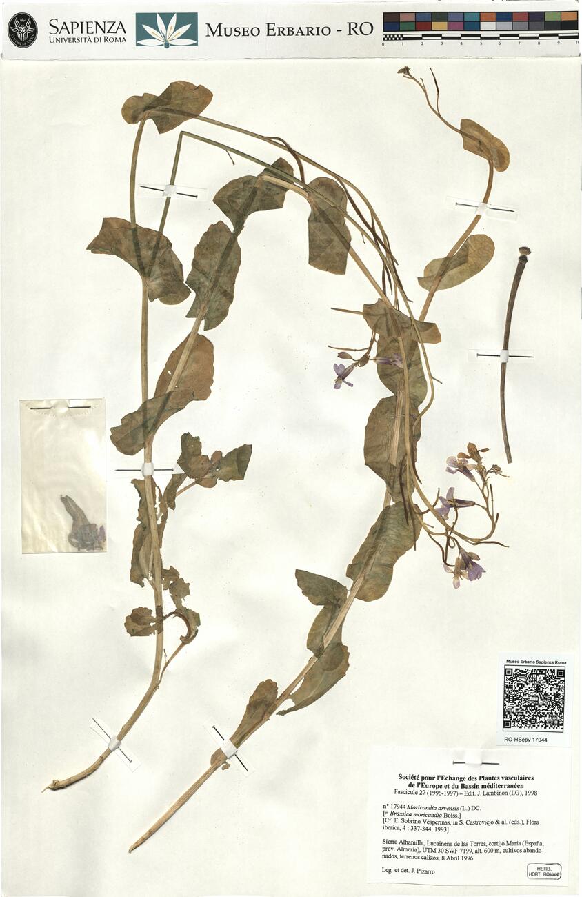 Moricandia arvensis (L.) DC.  -  RO-HSepv 17944 photo