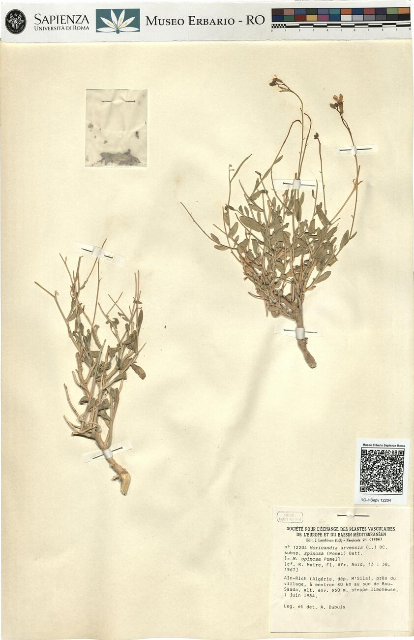 Moricandia arvensis (L.) DC. subsp. spinosa (Pomel) Batt. -  RO-HSepv 12204 photo
