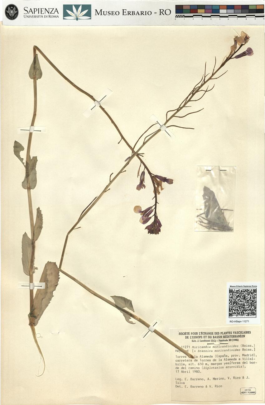 Moricandia moricandioides (Boiss.) Heywood -  RO-HSepv 11271 photo