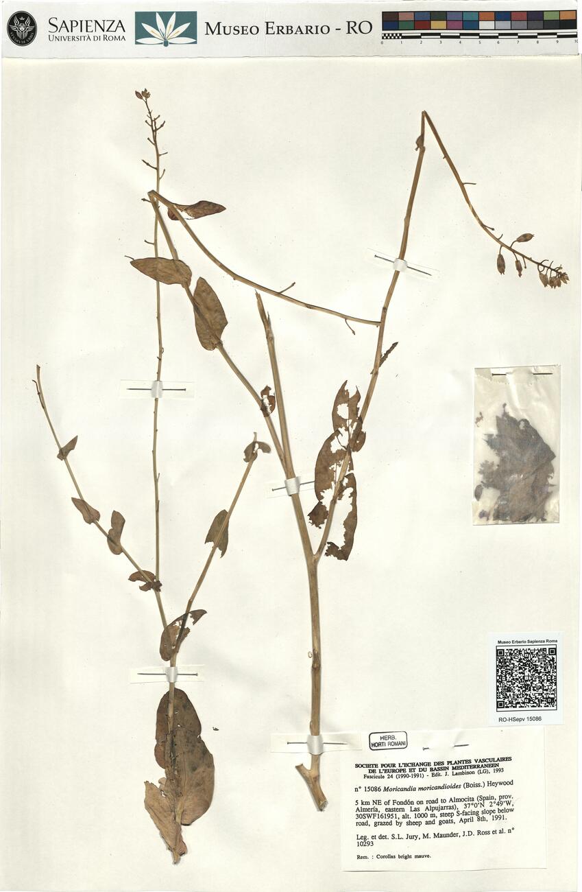 Moricandia moricandioides (Boiss.) Heywood -  RO-HSepv 15086 photo