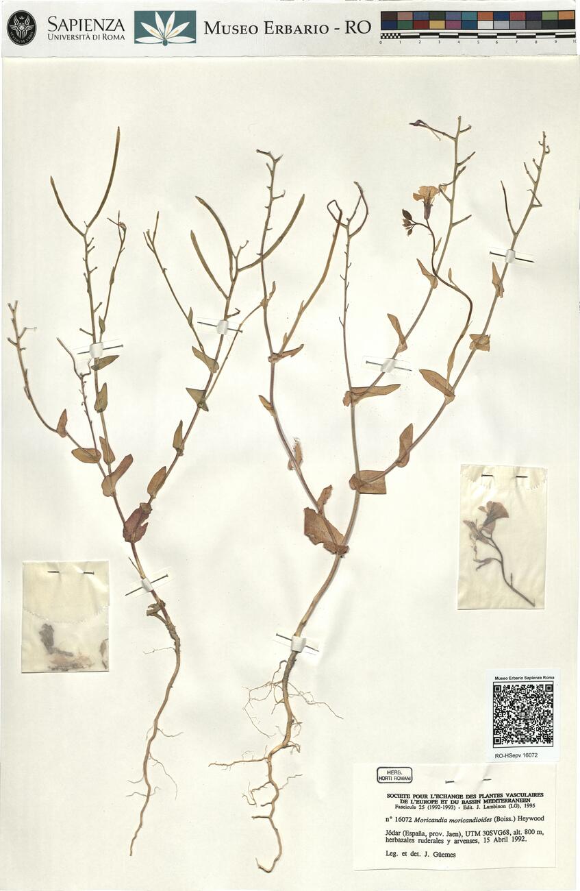 Moricandia moricandioides (Boiss.) Heywood -  RO-HSepv 16072 photo