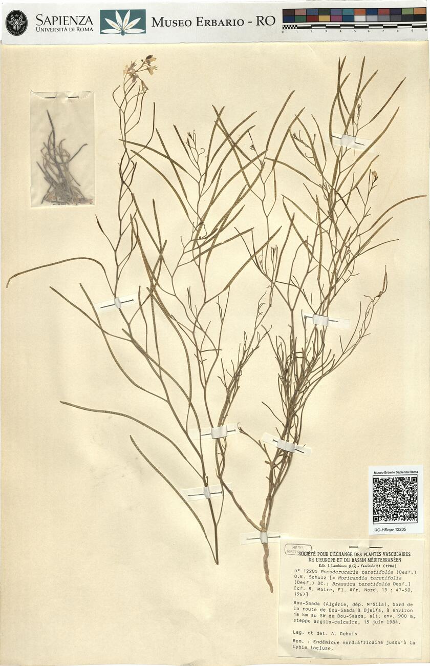 Pseuderucaria teretifolia (Desf.) O.E. Schulz -  RO-HSepv 12205 photo