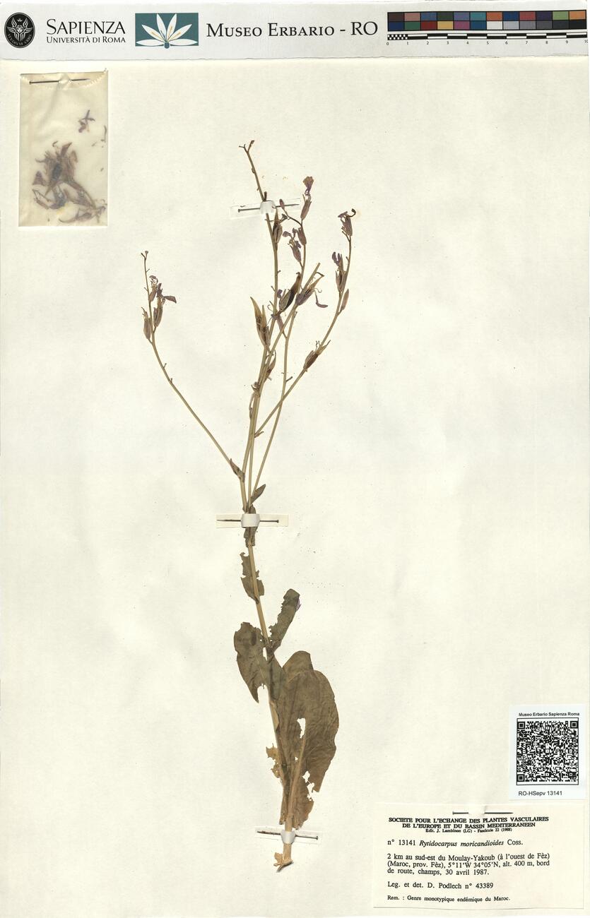 Rytidocarpus moricandioides Coss. -  RO-HSepv 13141 photo