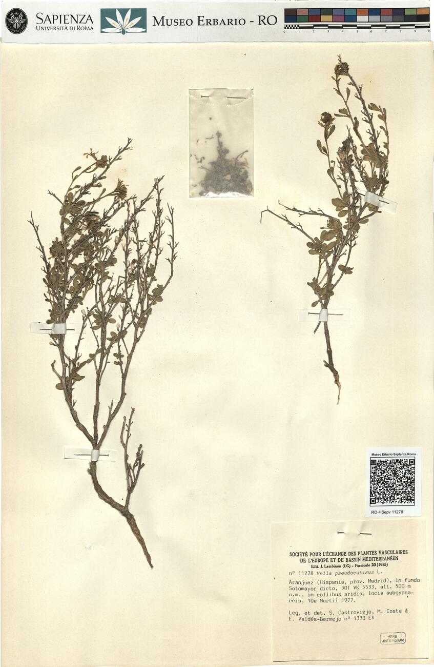 Vella pseudocytisus L.  -  RO-HSepv 11278 photo