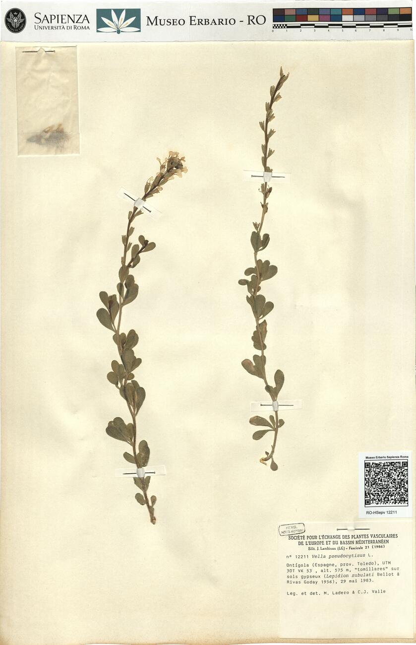 Vella pseudocytisus L.  -  RO-HSepv 12211 photo