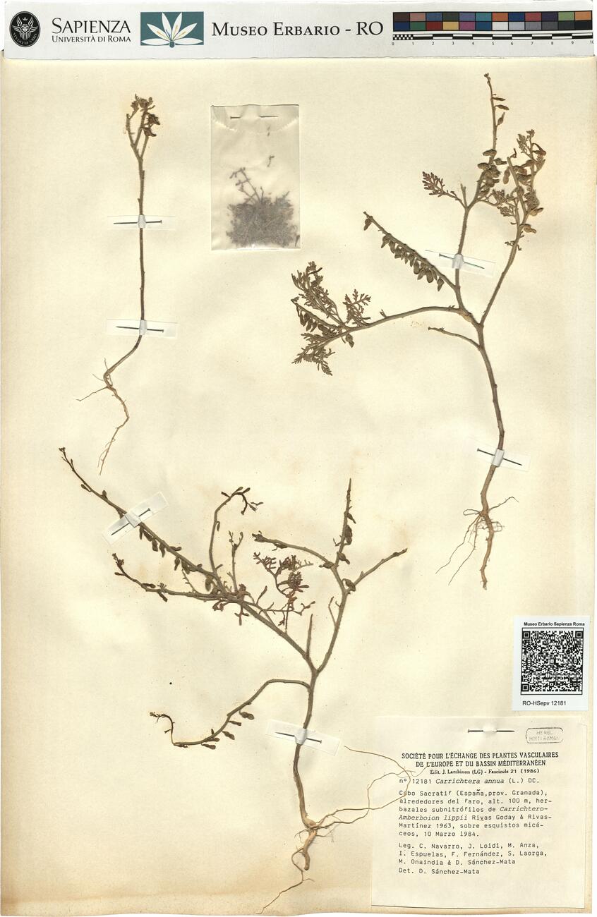 Carrichtera annua (L.) DC. -  RO-HSepv 12181 photo