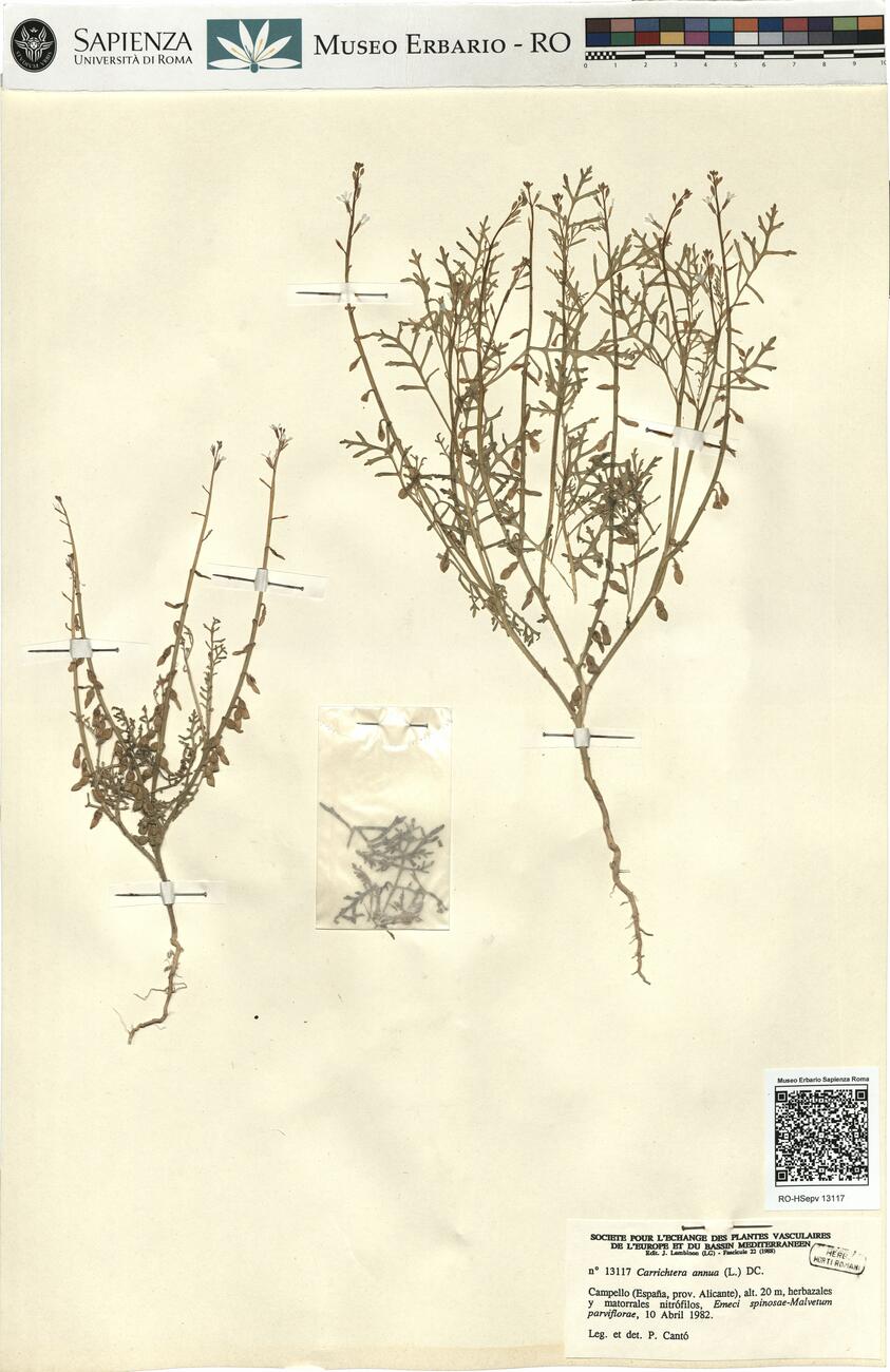 Carrichtera annua (L.) DC.  -  RO-HSepv 13117 photo