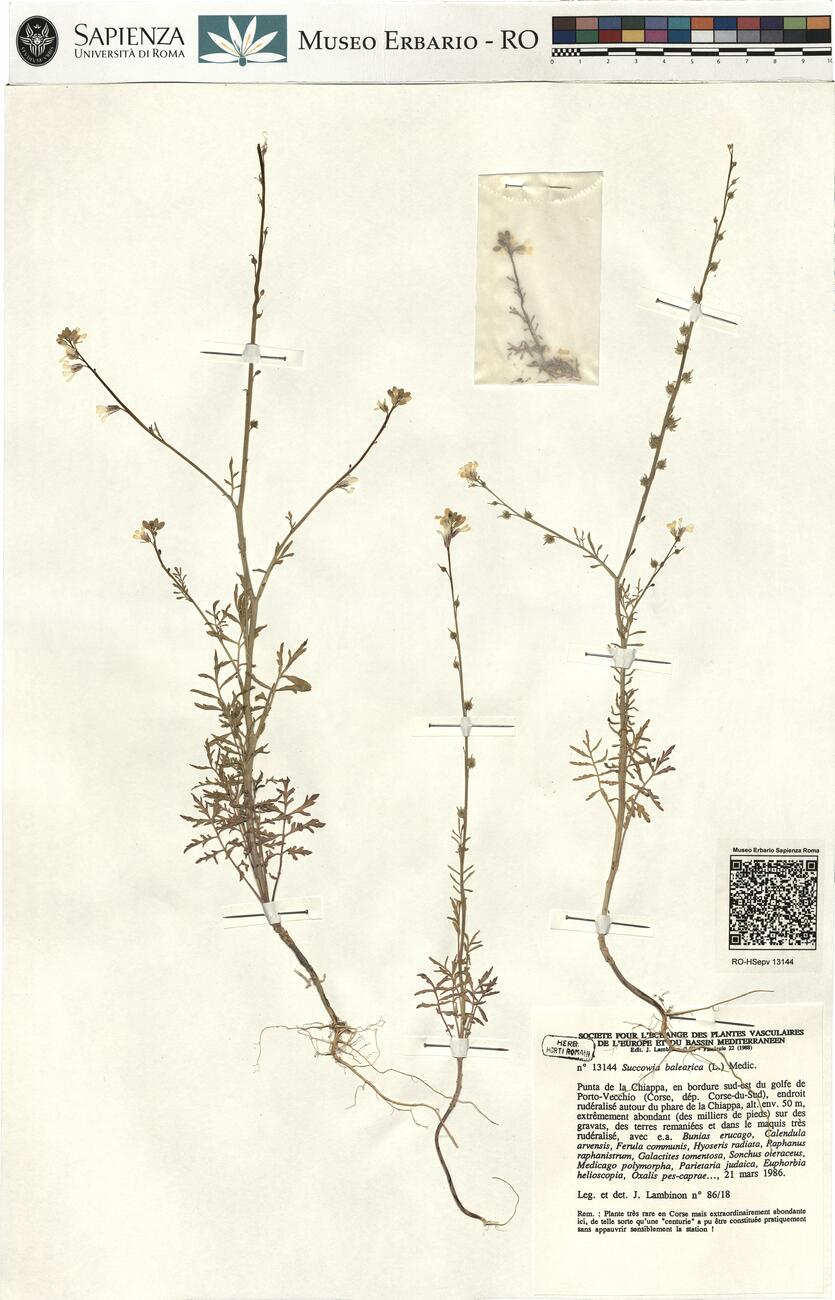 Succowia balearica (L.) Medic. -  RO-HSepv 13144 photo