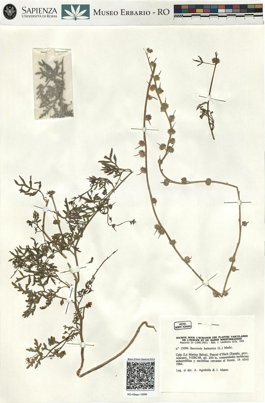 Succowia balearica (L.) Medic. -  RO-HSepv 15096 photo