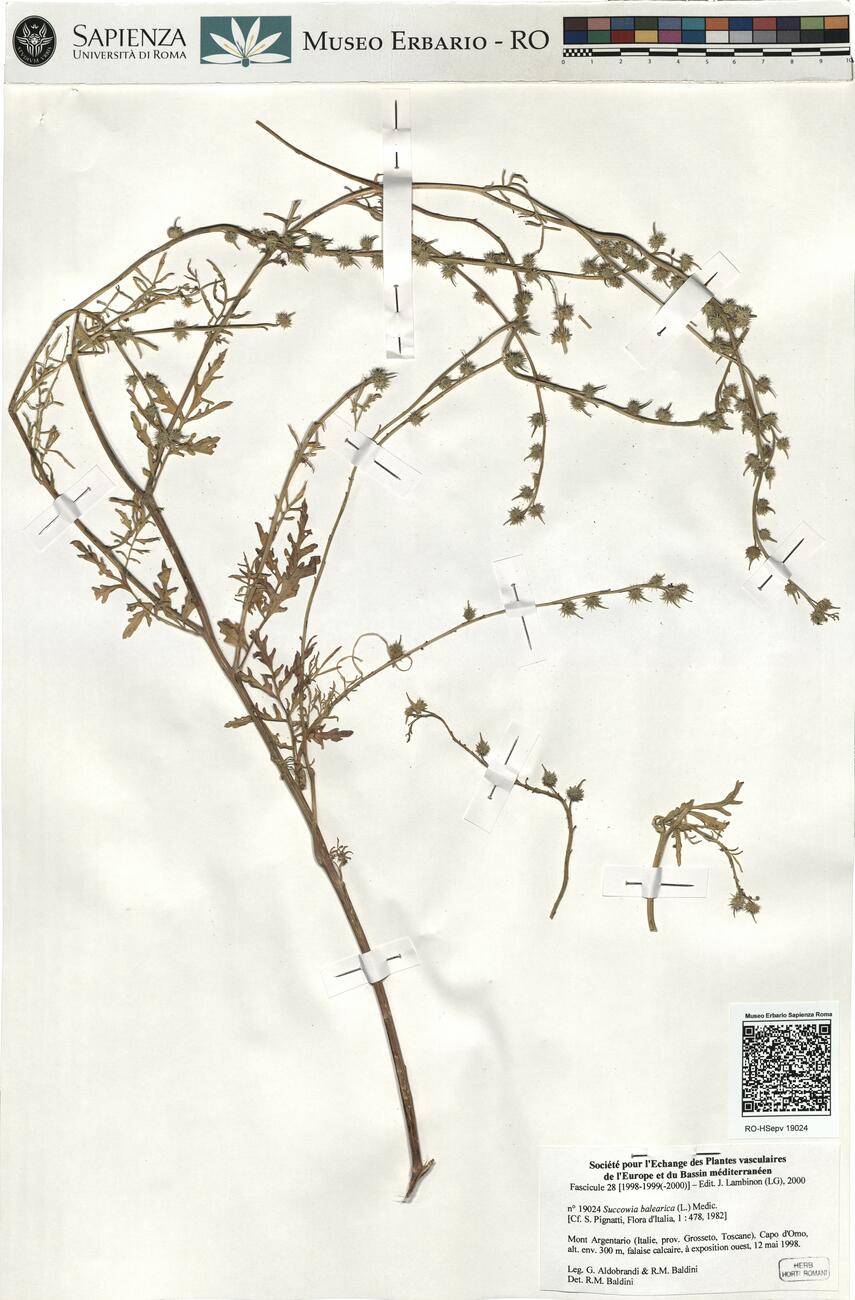 Succowia balearica (L.) Medic. -  RO-HSepv 19024 photo