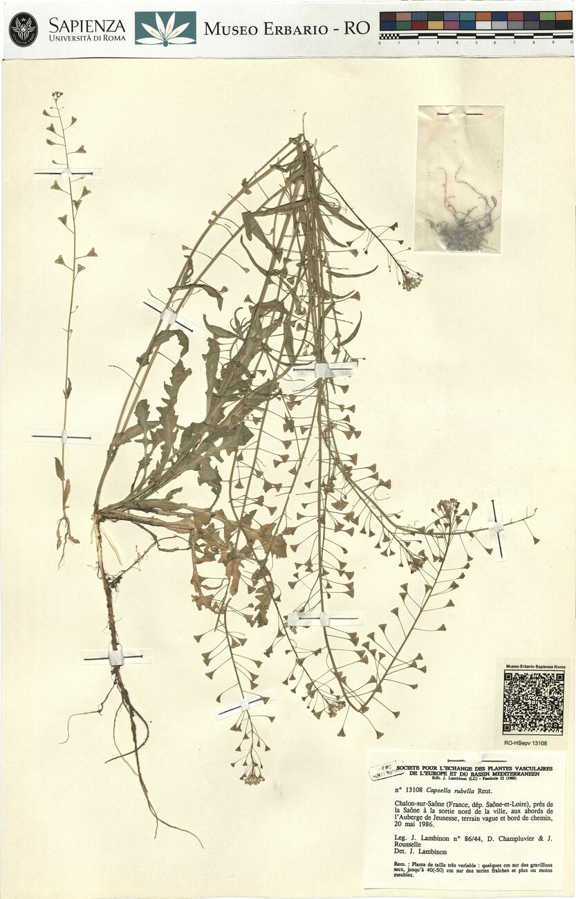Capsella rubella Reut. -  RO-HSepv 13108 photo