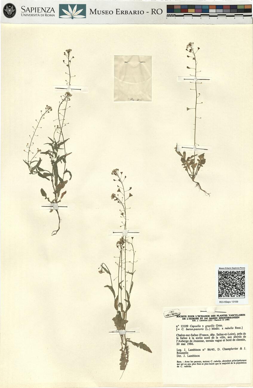 Capsella x gracilis Gren. -  RO-HSepv 13109 photo