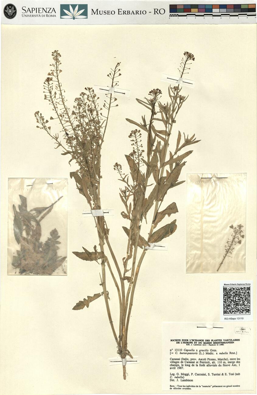 Capsella x gracilis Gren. -  RO-HSepv 13110 photo