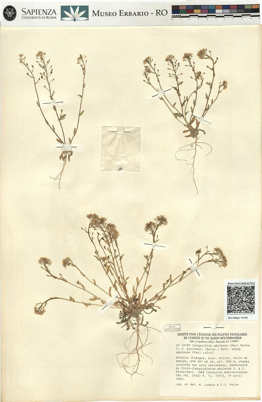 Ionopsidium abulense (Pau) Rothm. -  RO-HSepv 12195 photo