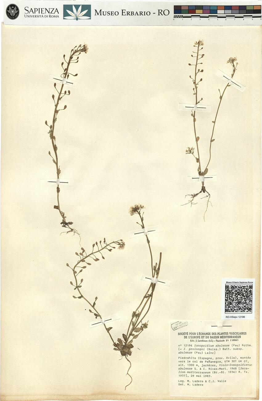 Ionopsidium abulense (Pau) Rothm. -  RO-HSepv 12196 photo