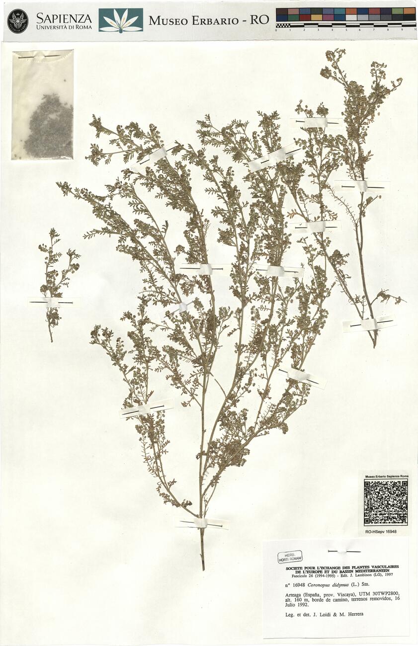 Coronopus didymus (L.) Sm.  -  RO-HSepv 16948 photo