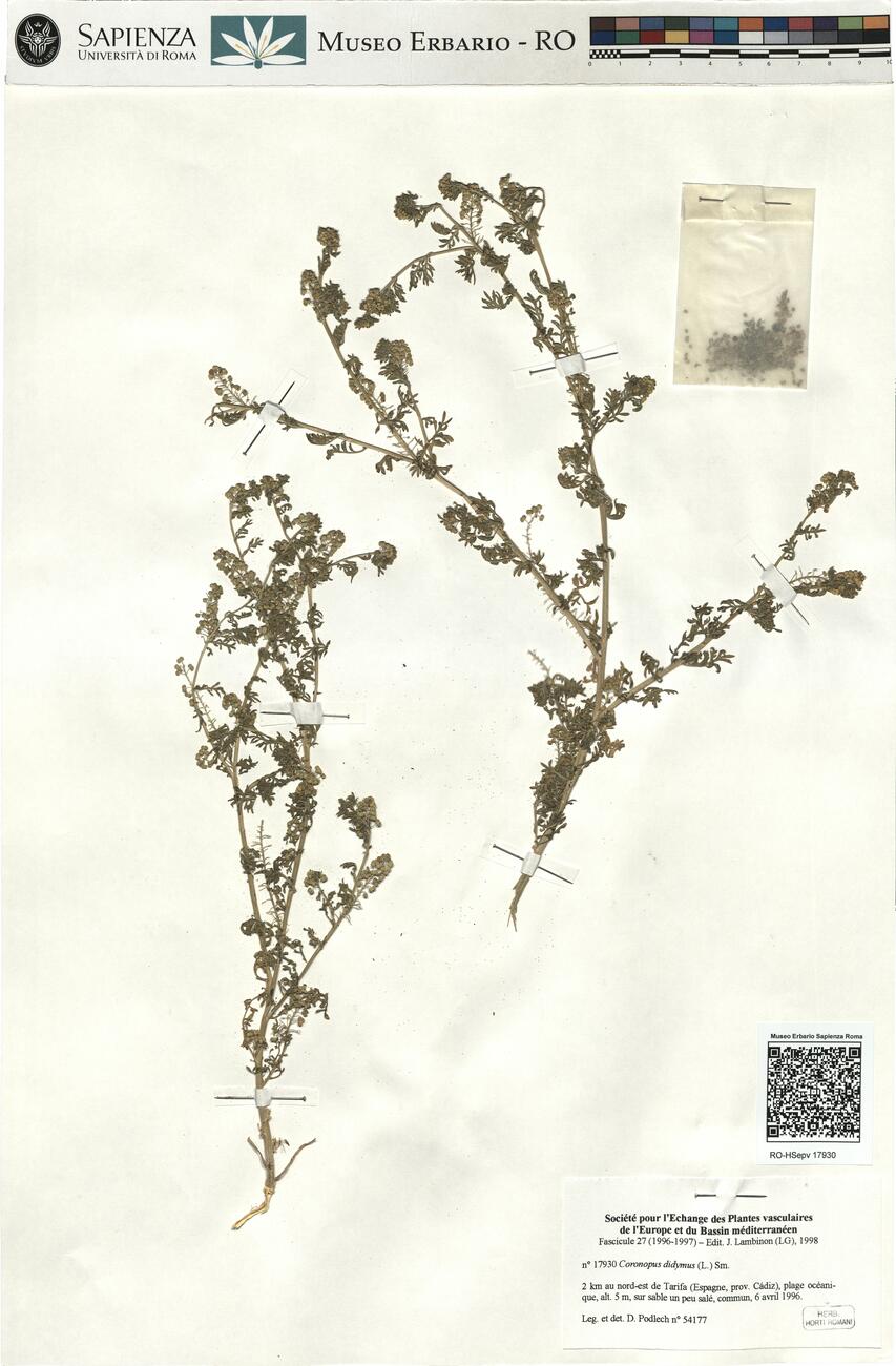 Coronopus didymus (L.) Sm.  -  RO-HSepv 17930 photo