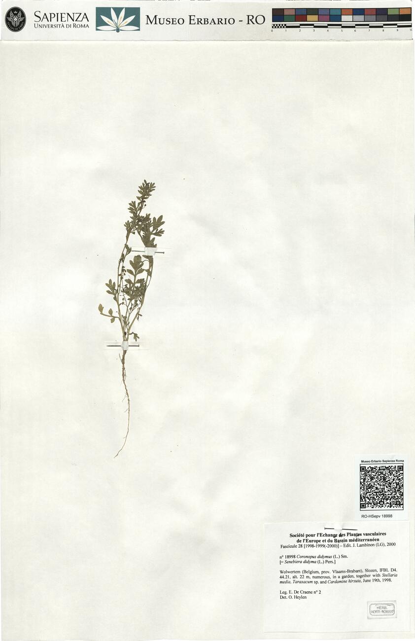 Coronopus didymus (L.) Sm.  -  RO-HSepv 18998 photo