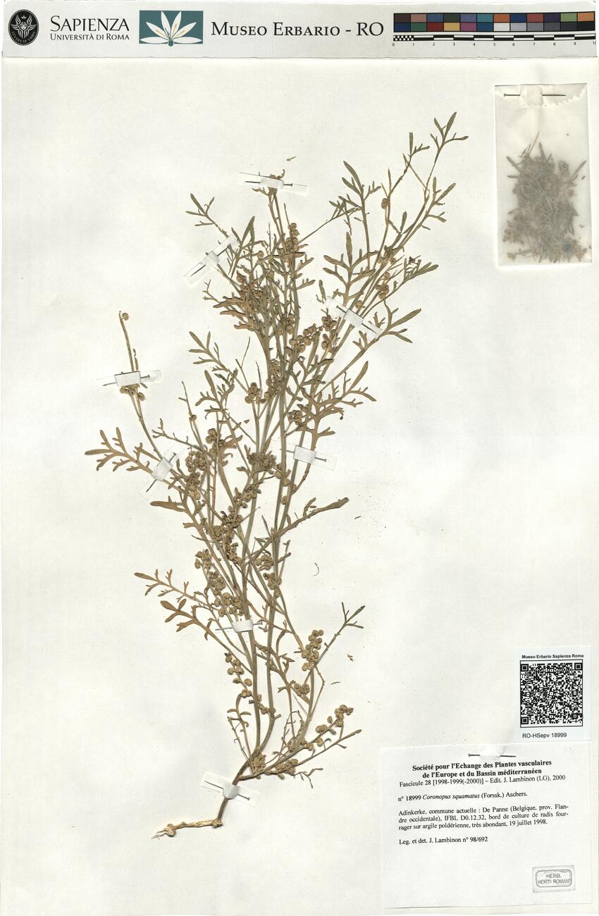 Coronopus squamatus (Forssk.) Aschers. -  RO-HSepv 18999 photo