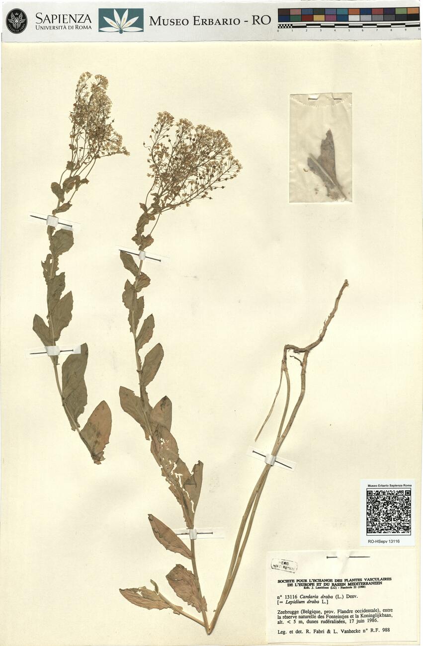 Cardaria draba (L.) Desv. -  RO-HSepv 13116 photo
