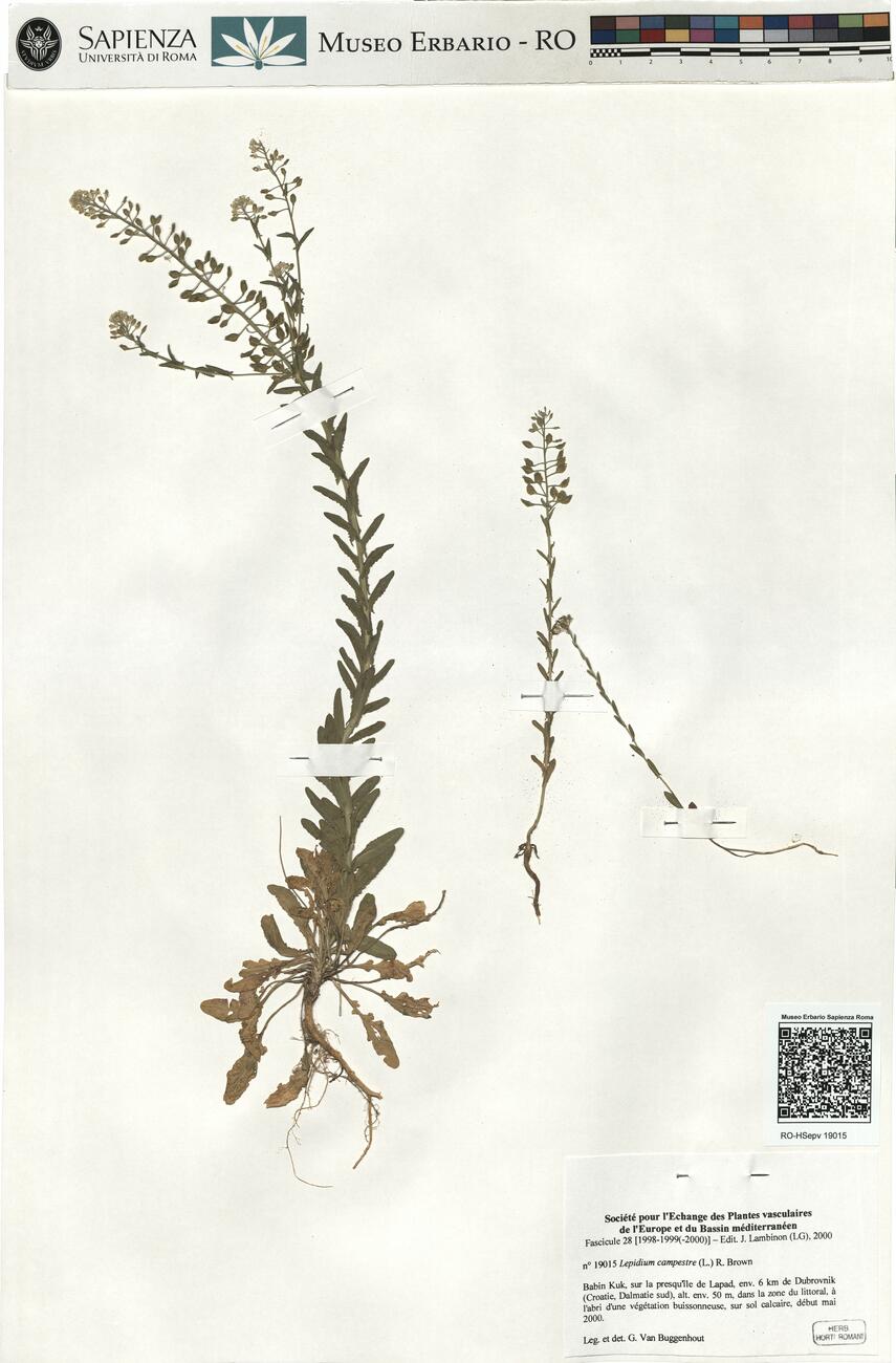 Lepidium campestre (L.) R. Brown -  RO-HSepv 19015 photo