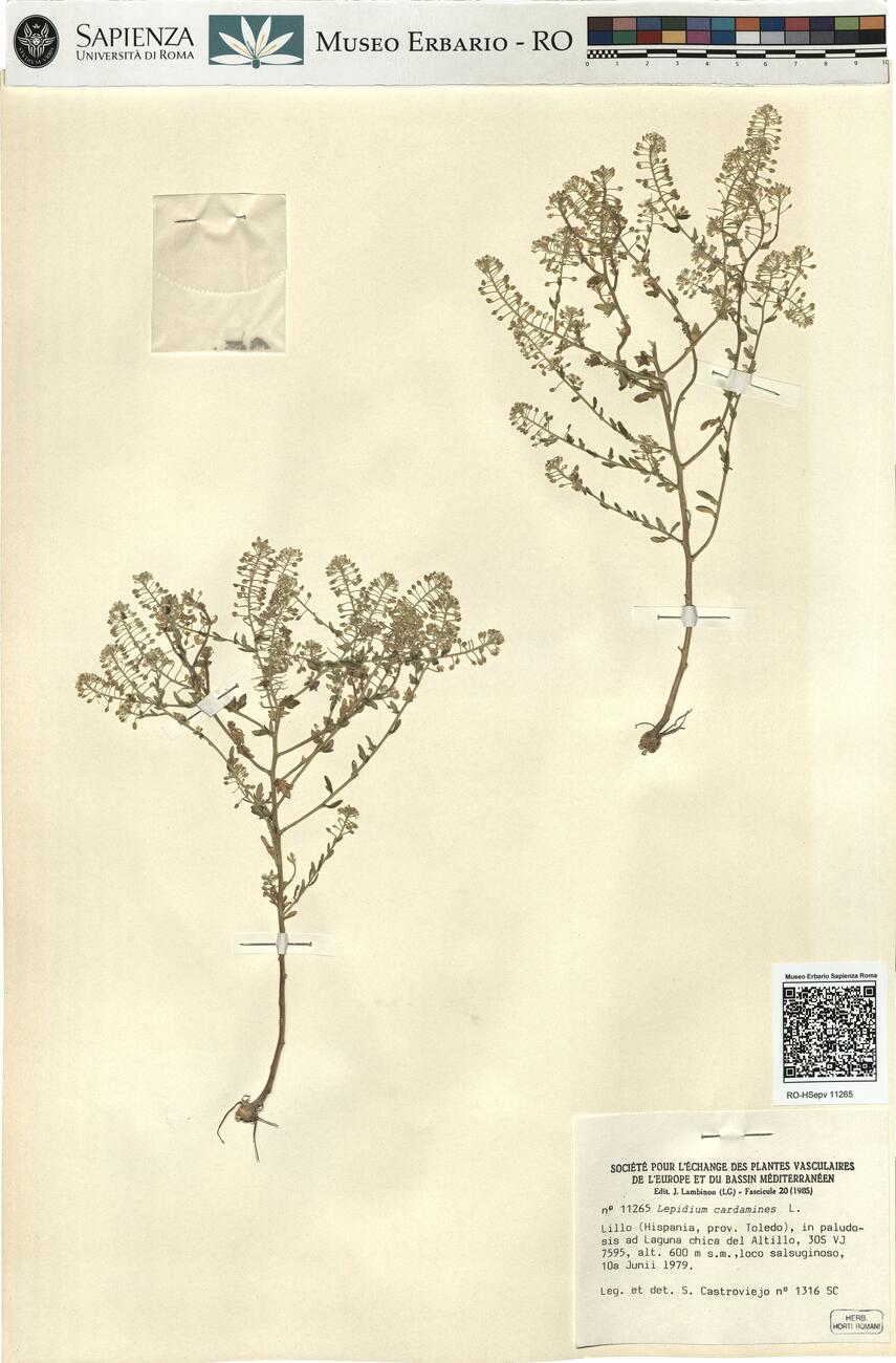 Lepidium cardamines L. -  RO-HSepv 11265 photo