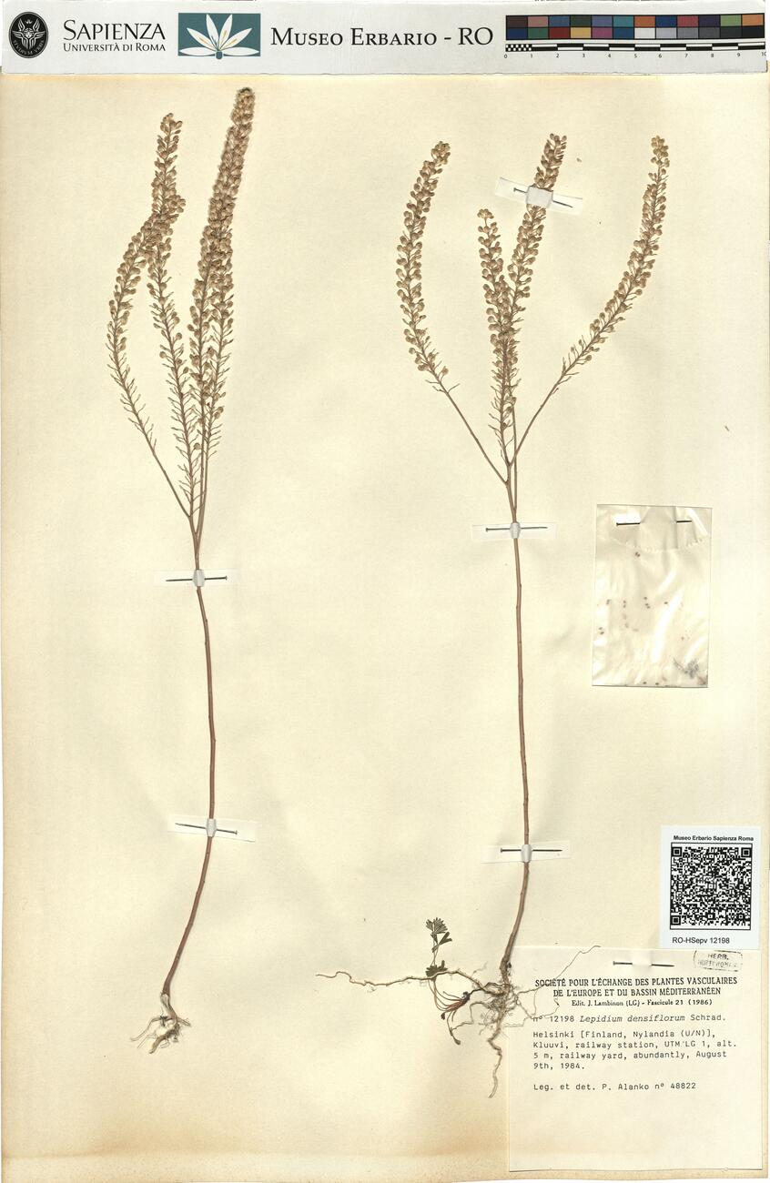 Lepidium densiflorum Schrad. -  RO-HSepv 12198 photo