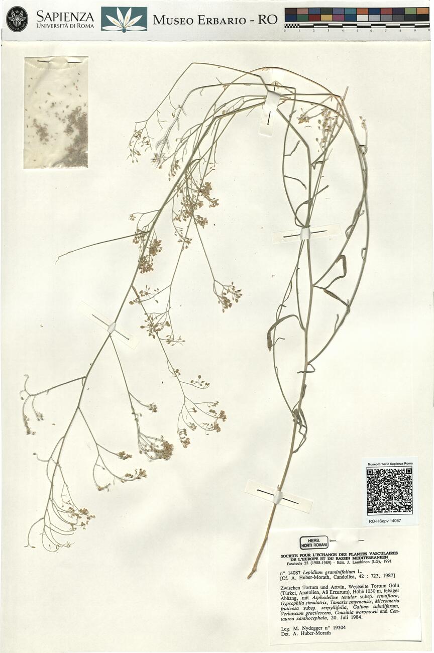Lepidium graminifolium L. -  RO-HSepv 14087 photo