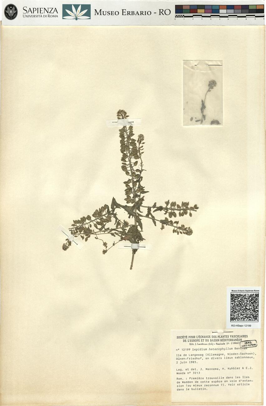 Lepidium heterophyllum Bentham -  RO-HSepv 12199 photo