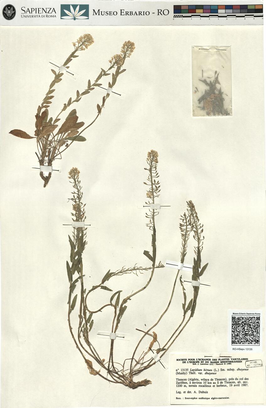 Lepidium hirtum (L.) Sm. subsp. dhayense (Munby) Thell. var. dhayense -  RO-HSepv 13135 photo