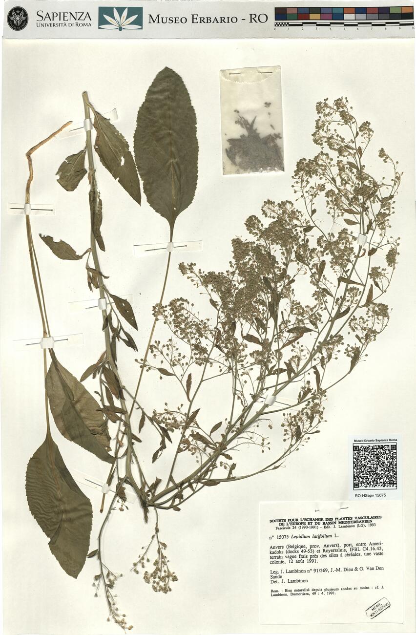 Lepidium latifolium L. -  RO-HSepv 15075 photo