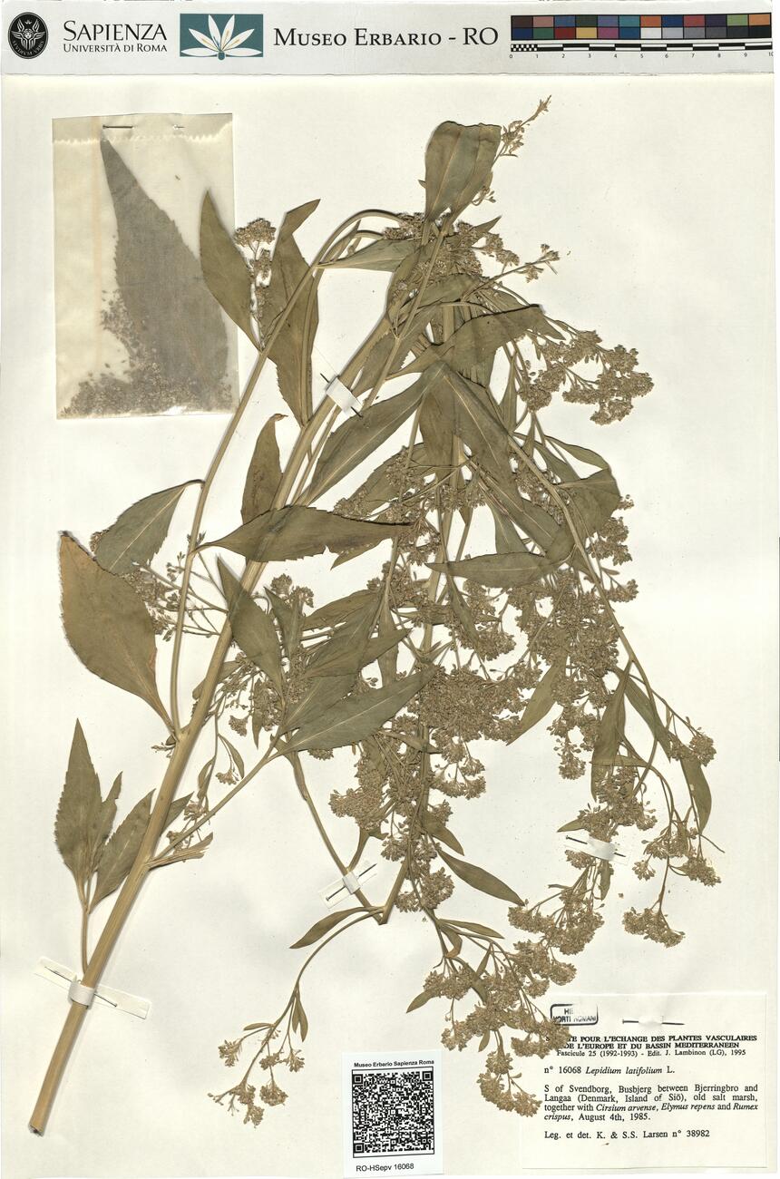 Lepidium latifolium L.  -  RO-HSepv 16068 photo