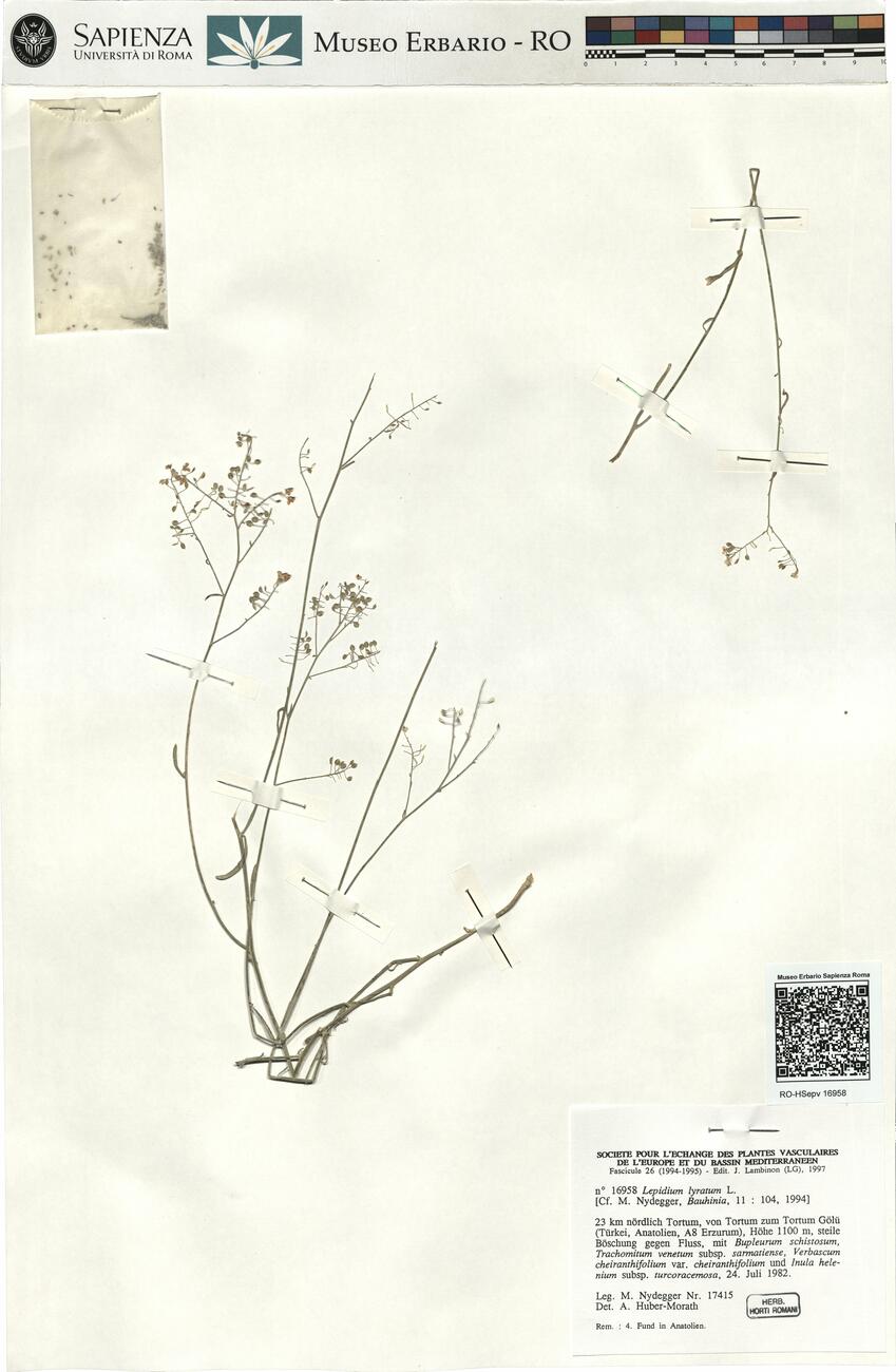 Lepidium lyratum L. -  RO-HSepv 16958 photo