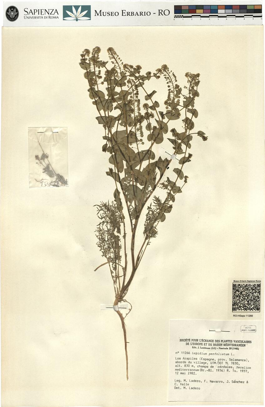 Lepidium perfoliatum L. -  RO-HSepv 11266 photo