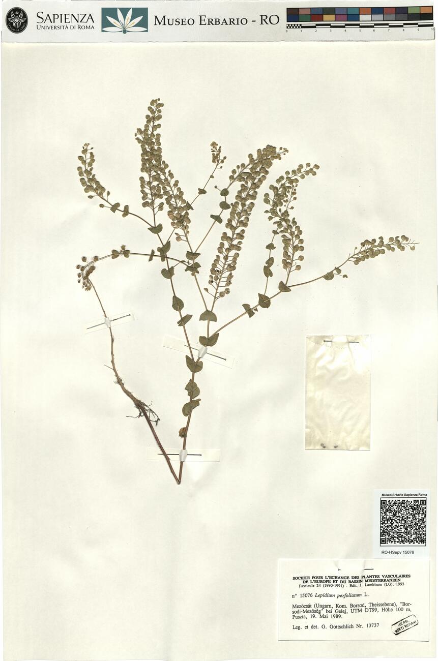 Lepidium perfoliatum L. -  RO-HSepv 15076 photo