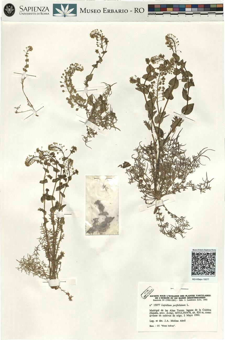 Lepidium perfoliatum L. -  RO-HSepv 15077 photo
