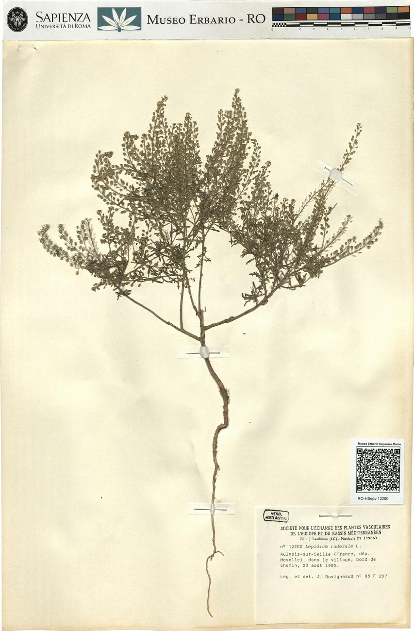 Lepidium ruderale L. -  RO-HSepv 12200 photo