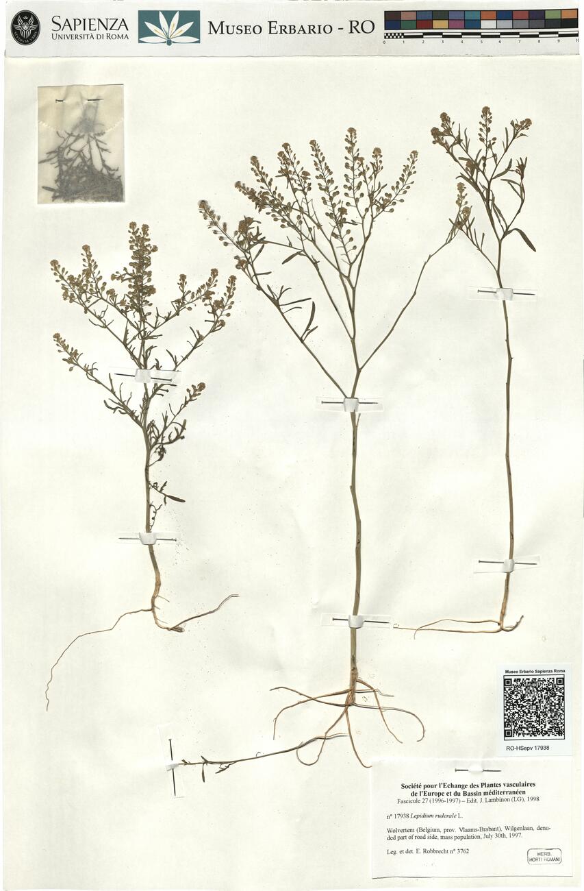 Lepidium ruderale L. -  RO-HSepv 17938 photo