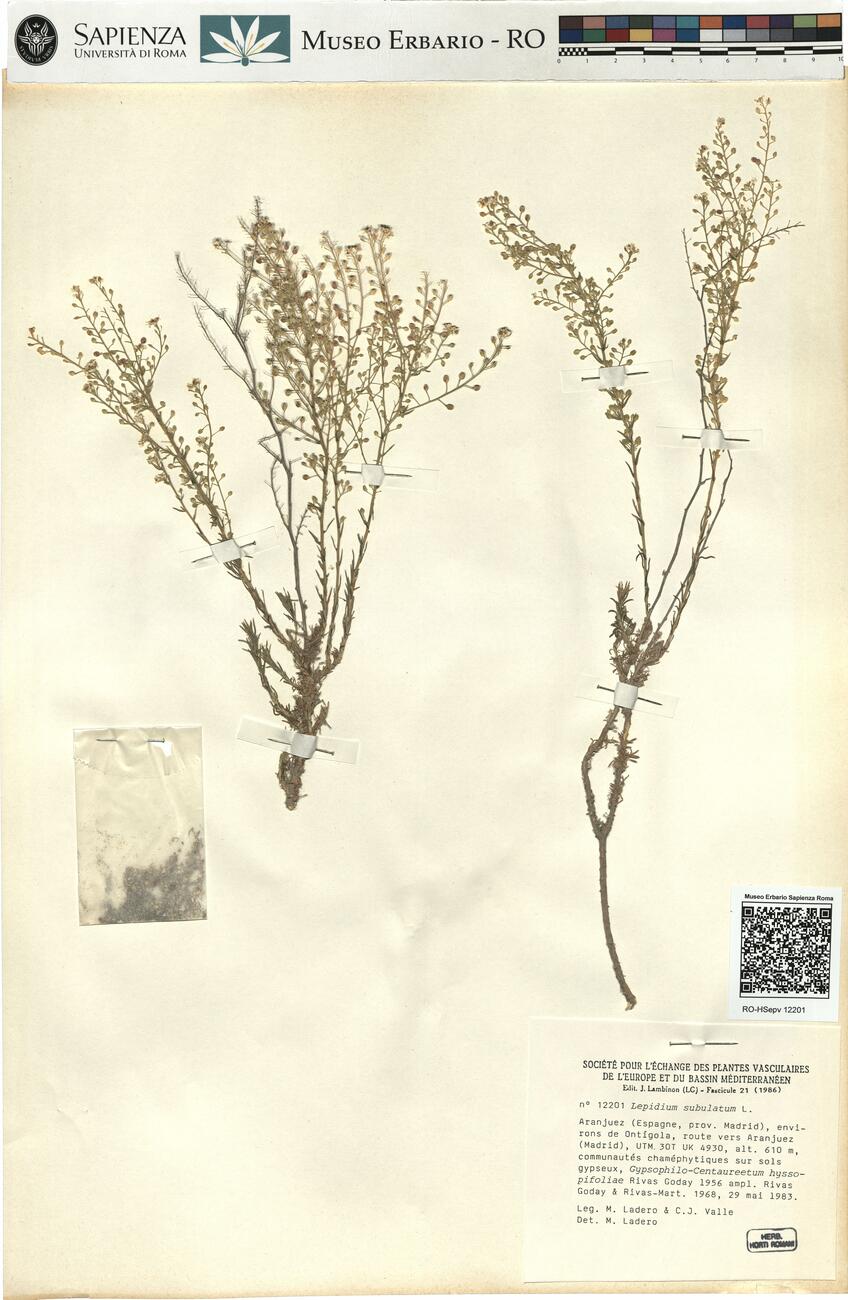 Lepidium subulatum L. -  RO-HSepv 12201 photo