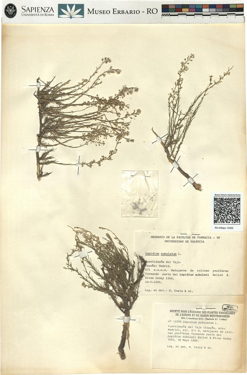 Lepidium subulatum L. -  RO-HSepv 12202 photo