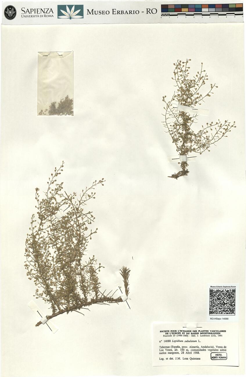 Lepidium subulatum L. -  RO-HSepv 14088 photo