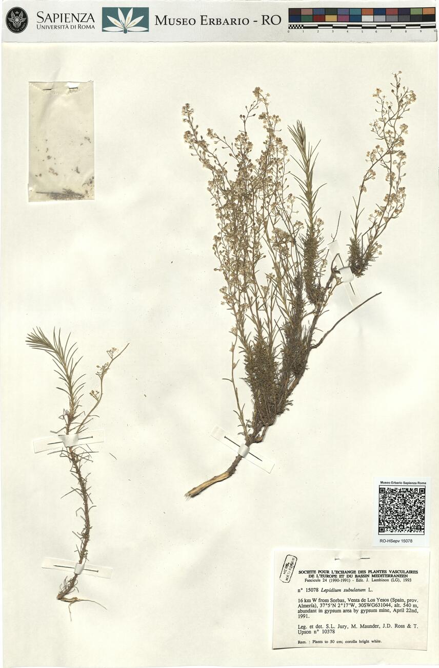 Lepidium subulatum L. -  RO-HSepv 15078 photo
