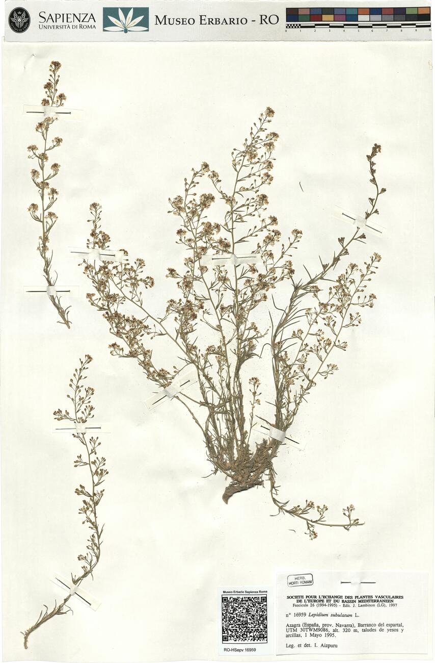 Lepidium subulatum L. -  RO-HSepv 16959 photo