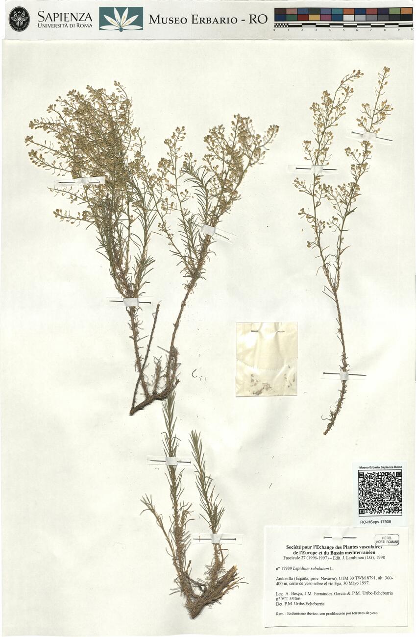 Lepidium subulatum L. -  RO-HSepv 17939 photo